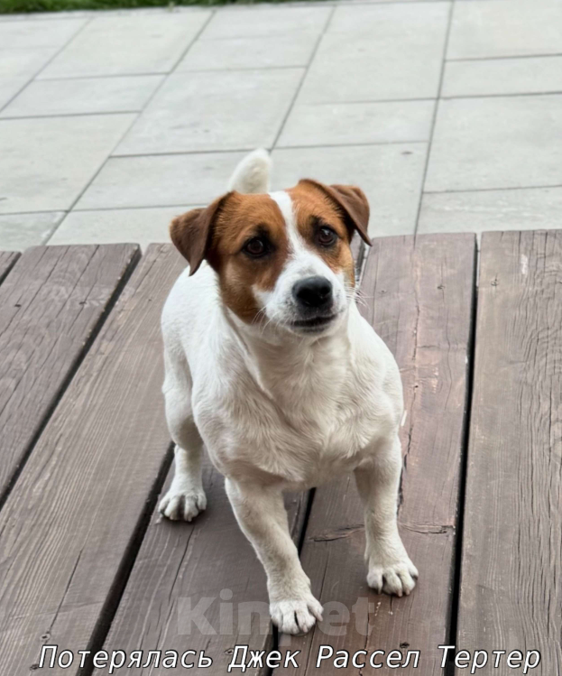 Собаки в Красноярске: Потерялась девочка Джек Рассел Терьер Девочка, 5 000 руб. - фото 2