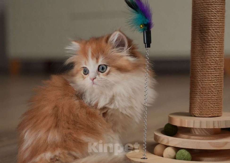 Кошки в Москве: КВИННИ ПУХ - королева породы  Девочка, 300 000 руб. - фото 2