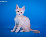 Кошки в других городах Карелии: Котенок-мейн-кун мальчик Мальчик, 45 000 руб. - фото 3