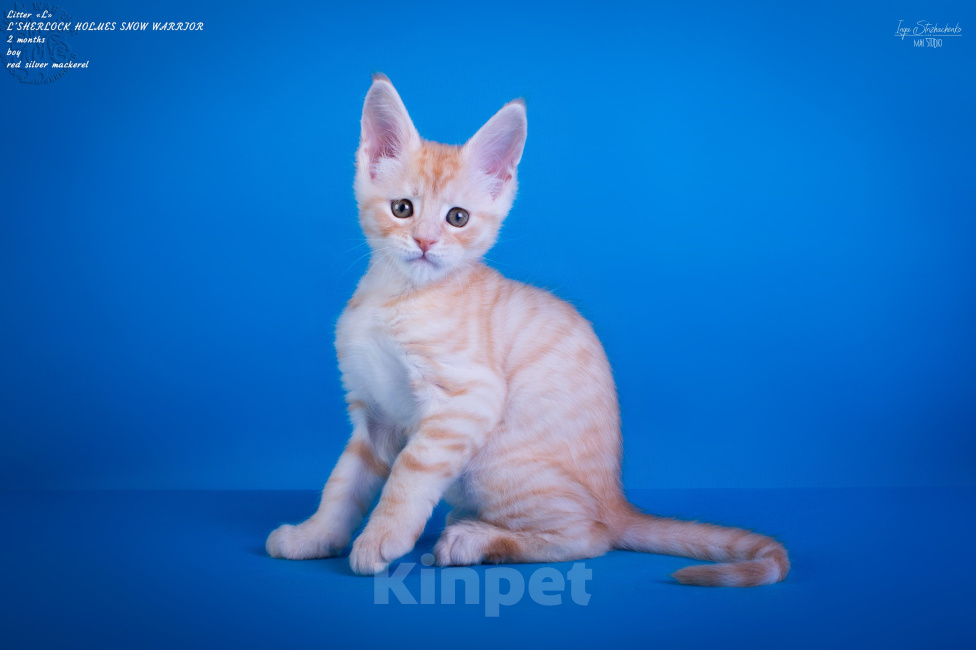 Кошки в других городах Карелии: Котенок-мейн-кун мальчик Мальчик, 45 000 руб. - фото 3