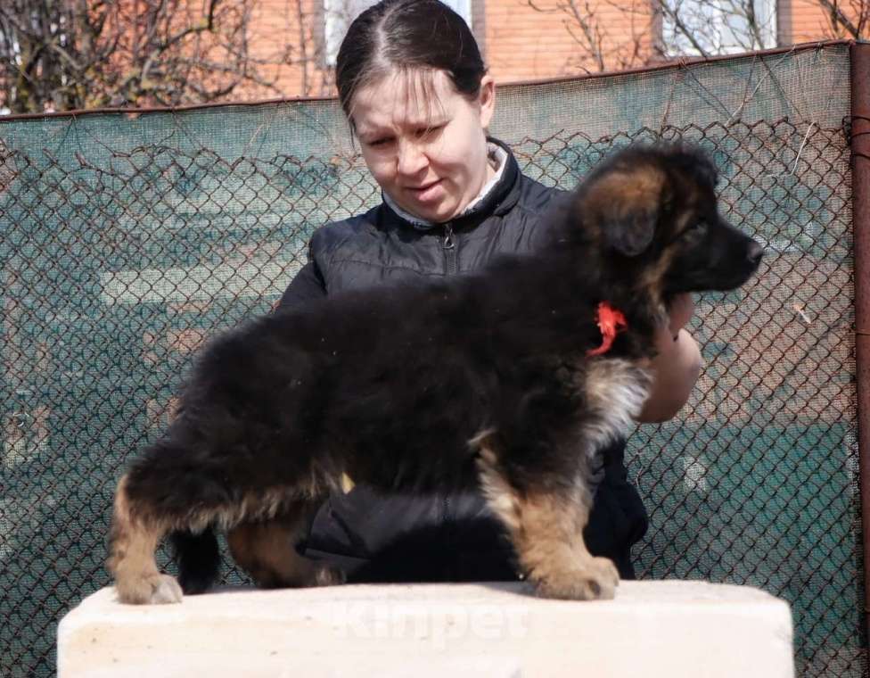Собаки в Таганроге: Щенки немецкой овчарки отборное разведение Разнополые, Бесплатно - фото 3