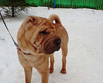 Собаки в Москве: шарпея, щенка, кобеля отдам Мальчик, 666 руб. - фото 1