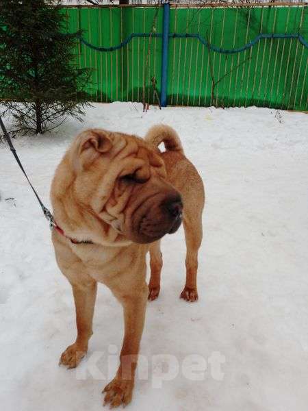 Собаки в Москве: шарпея, щенка, кобеля отдам Мальчик, 666 руб. - фото 1