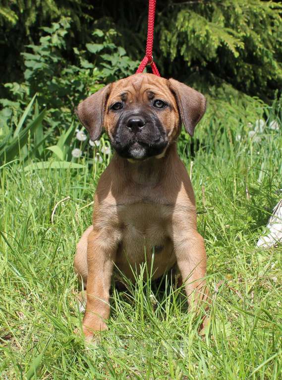 Собаки в Брянске: Предлагаются щенки Кане Корсо Девочка, 50 000 руб. - фото 2