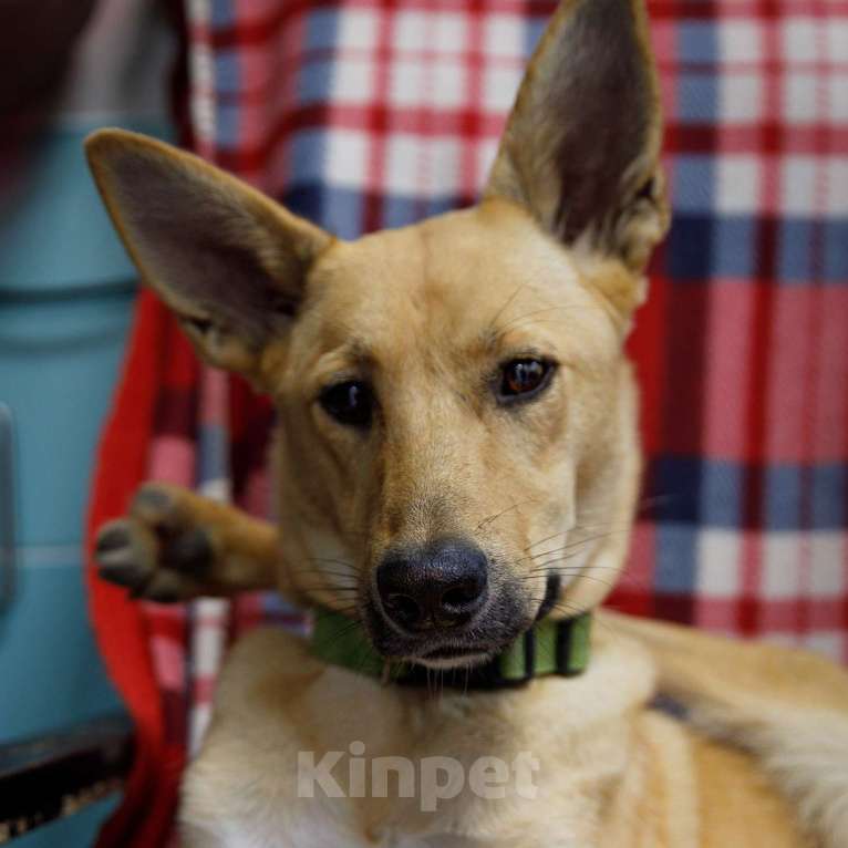 Собаки в Москве: Ника Девочка, Бесплатно - фото 4