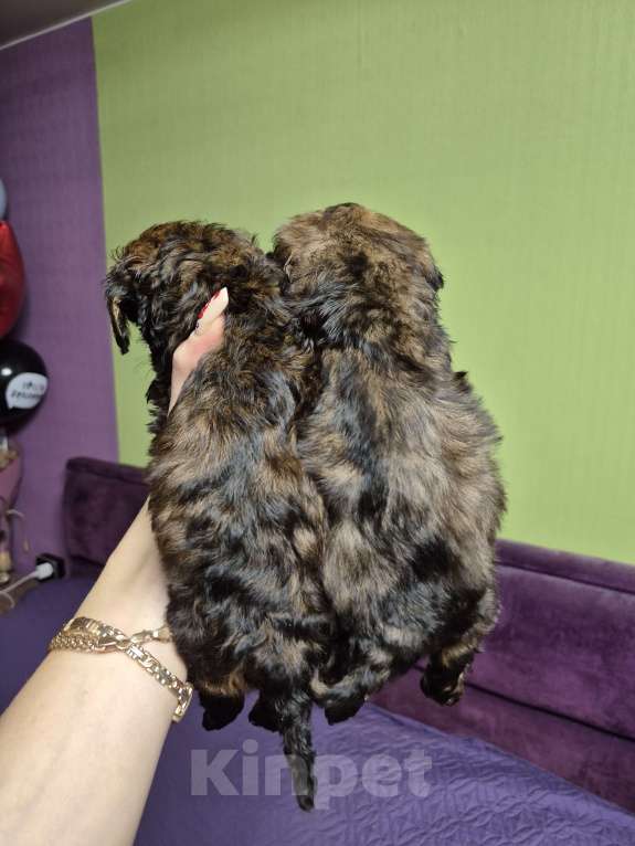 Собаки в Москве: Мальчик и девочка мрамор Девочка, 55 000 руб. - фото 2