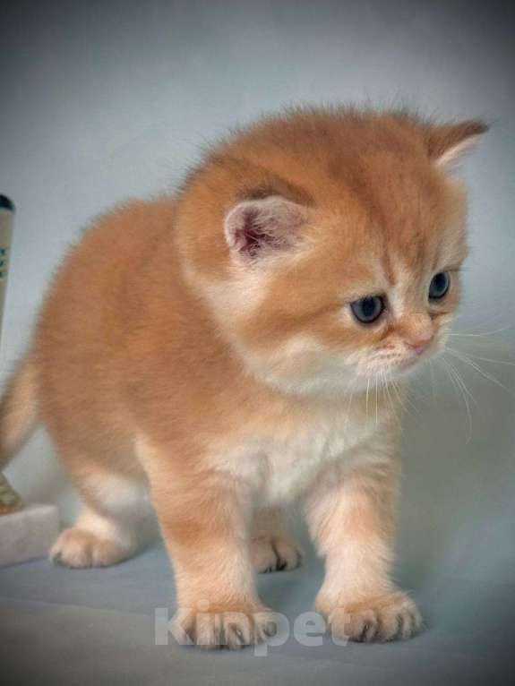 Кошки в Калуге: Британская золотая шиншилла Девочка, 45 000 руб. - фото 7