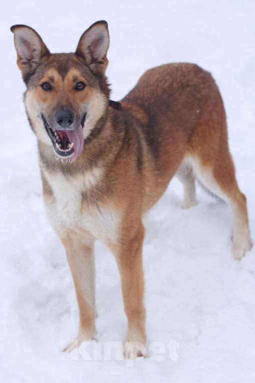 Собаки в Москве: Красивая энергичная лисичка Цири ищет дом, 2.5 года. Девочка, 1 руб. - фото 3