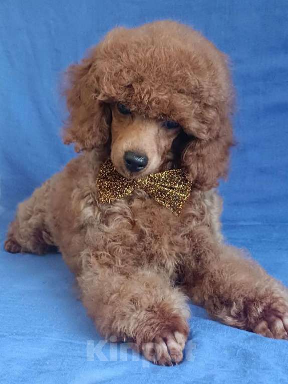 Собаки в Ярославле: Рыжий красавчик Мальчик, 130 000 руб. - фото 5