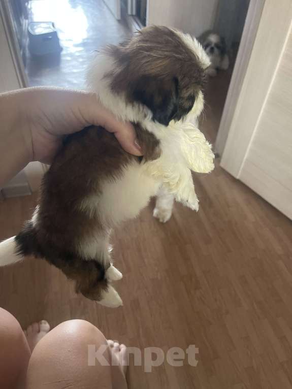 Собаки в Тольятти: Щенки ши-тцу Разнополые, 25 000 руб. - фото 1