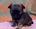 Собаки в Санкт-Петербурге: Великолепный мальчик чишка Мальчик, 25 000 руб. - фото 1