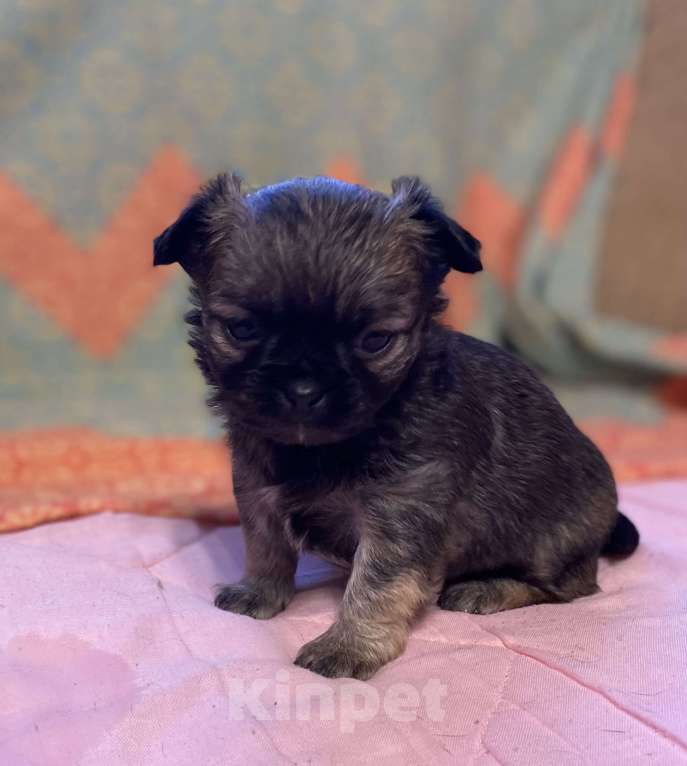 Собаки в Санкт-Петербурге: Великолепный мальчик чишка Мальчик, 25 000 руб. - фото 1