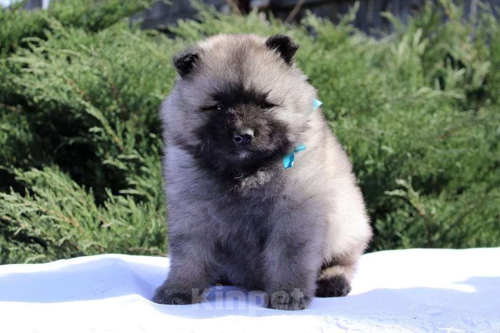 Собаки в Москве: Щенки кеесхонда (вольфшпица) Мальчик, 38 000 руб. - фото 5