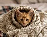 Кошки в Красногорске: Котенок мальчик 2,5 месяца ищет дом Мальчик, Бесплатно - фото 2