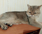 Кошки в Липецке: Кот на вязку, 5 000 руб. - фото 2
