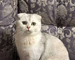 Кошки в Набережных Челнах: Вязка, 1 500 руб. - фото 7