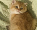 Кошки в Дмитровске: Британские котята золотая шиншилла, 20 000 руб. - фото 2