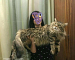 Кошки в Арзамасе: Мейн-кун, 12 000 руб. - фото 10
