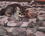 Кошки в Андреаполе: Экзотические котята, 10 000 руб. - фото 9