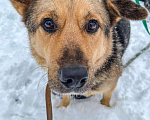Собаки в Москве: Актай из Приюта Солнцево в добрые руки Мальчик, Бесплатно - фото 1