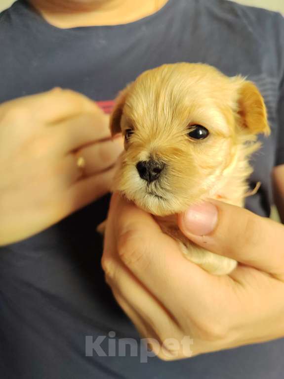 Собаки в Энгельс-19: Малыши мальтипу f1 Мальчик, 120 000 руб. - фото 5