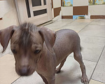 Собаки в Новошахтинске: Голый ксолоитцкуинтли  Мальчик, 18 руб. - фото 1