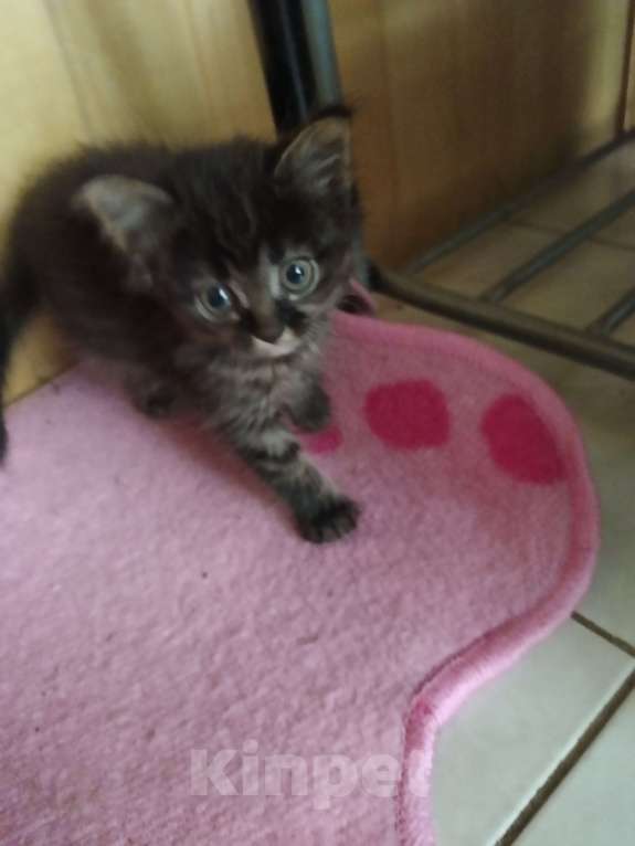 Кошки в Москве: Пушистик Девочка, Бесплатно - фото 3