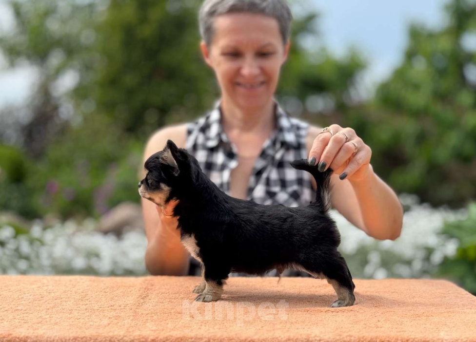 Собаки в Санкт-Петербурге: Чихуахуа купить щенка Мальчик, 80 000 руб. - фото 3