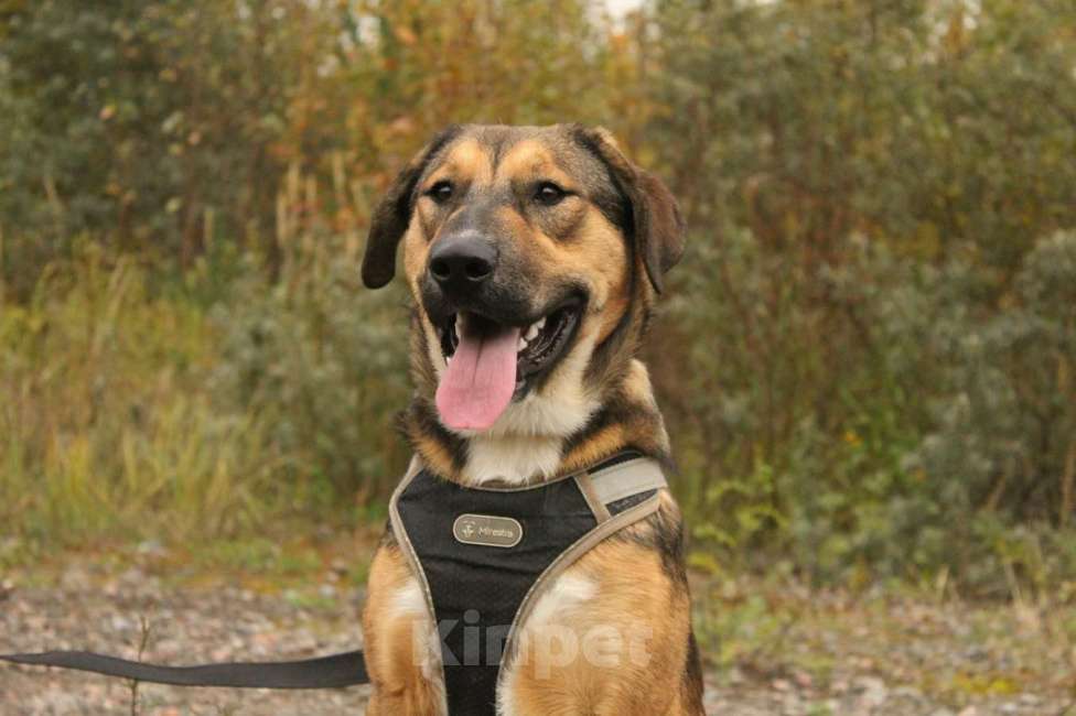 Собаки в Санкт-Петербурге: Рыжий весёлый красавчик Мальчик, Бесплатно - фото 7