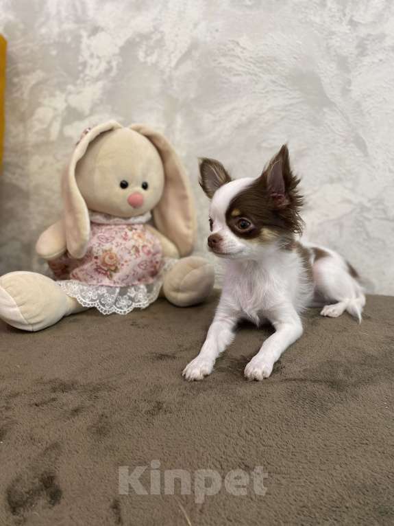 Собаки в Краснодаре: Чишка девочка Девочка, 25 000 руб. - фото 5