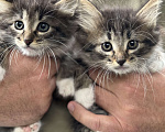 Кошки в Москве: Котята 2 месяца  Мальчик, Бесплатно - фото 2