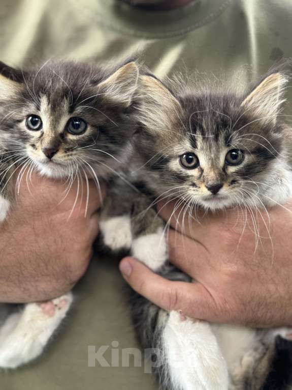 Кошки в Москве: Котята 2 месяца  Мальчик, Бесплатно - фото 2