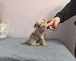 Собаки в Севастополе: Американский булли Девочка, 130 руб. - фото 8