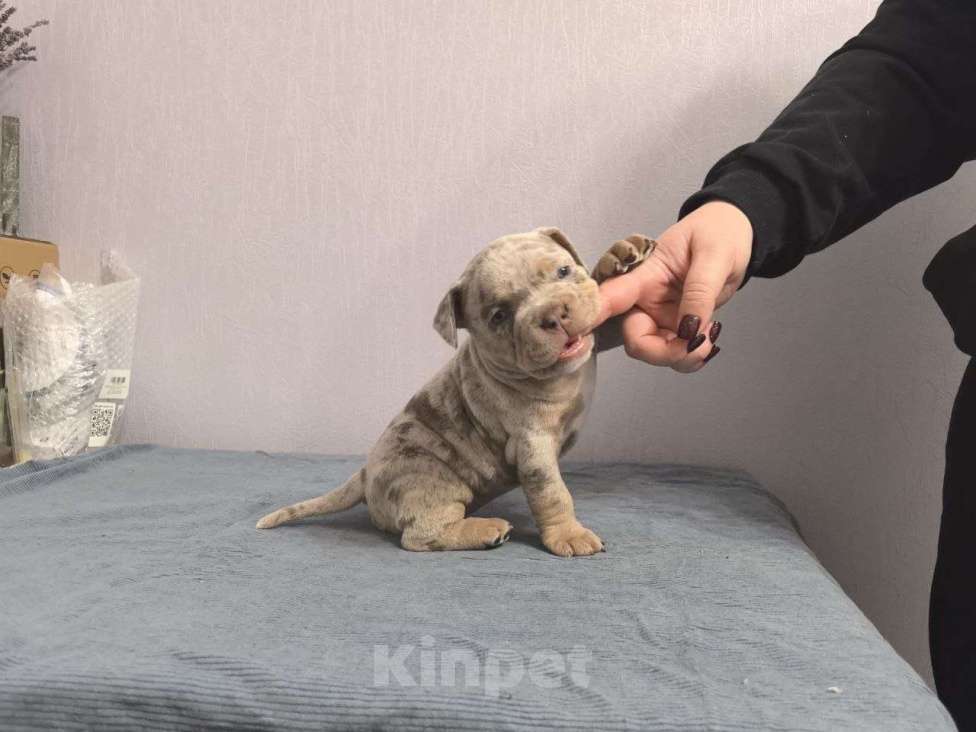 Собаки в Севастополе: Американский булли Девочка, 130 руб. - фото 8