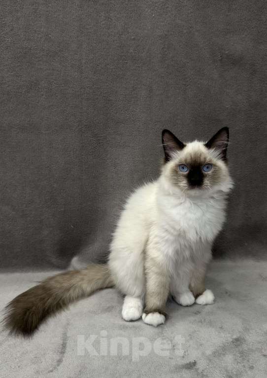 Кошки в Благовещенске: Котенок Невская маскарадная  Мальчик, 43 000 руб. - фото 4