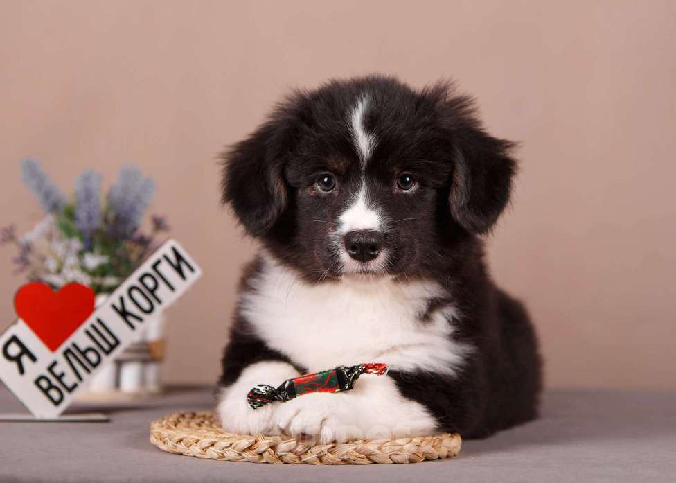 Собаки в других городах Ленинградской области: Мягонькая и красивая девочка вельш корги кардиган ФЛАФФИ Девочка, 49 000 руб. - фото 3