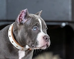 Собаки в Воронеже: Американский Булли девочка Девочка, Бесплатно - фото 3
