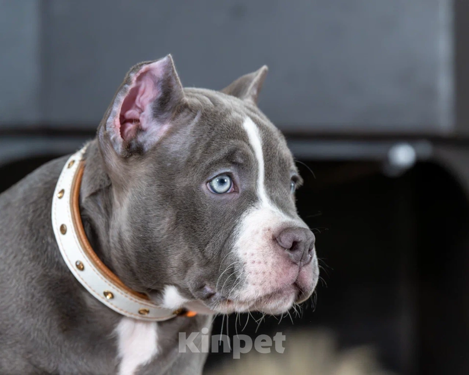 Собаки в Воронеже: Американский Булли девочка Девочка, Бесплатно - фото 3