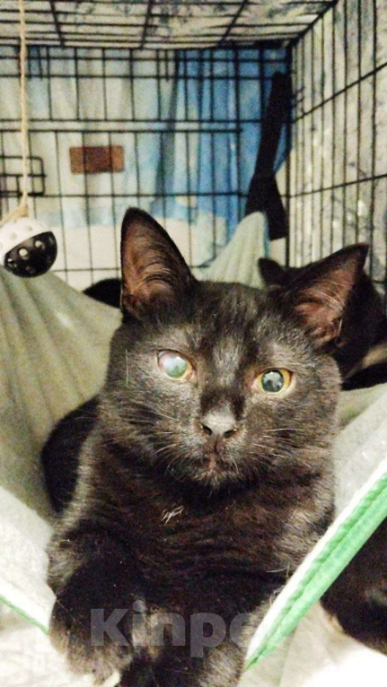 Кошки в Санкт-Петербурге: 🌟ФЛИНТ ИЩЕТ ДОМ  Мальчик, Бесплатно - фото 1