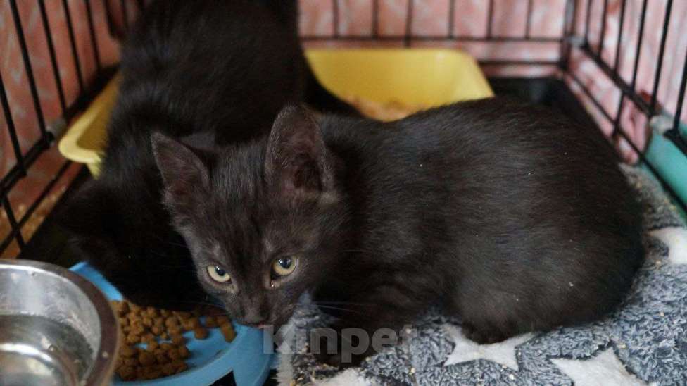 Кошки в Москве: Пенка с окрасом чёрный дым: даром Девочка, Бесплатно - фото 3