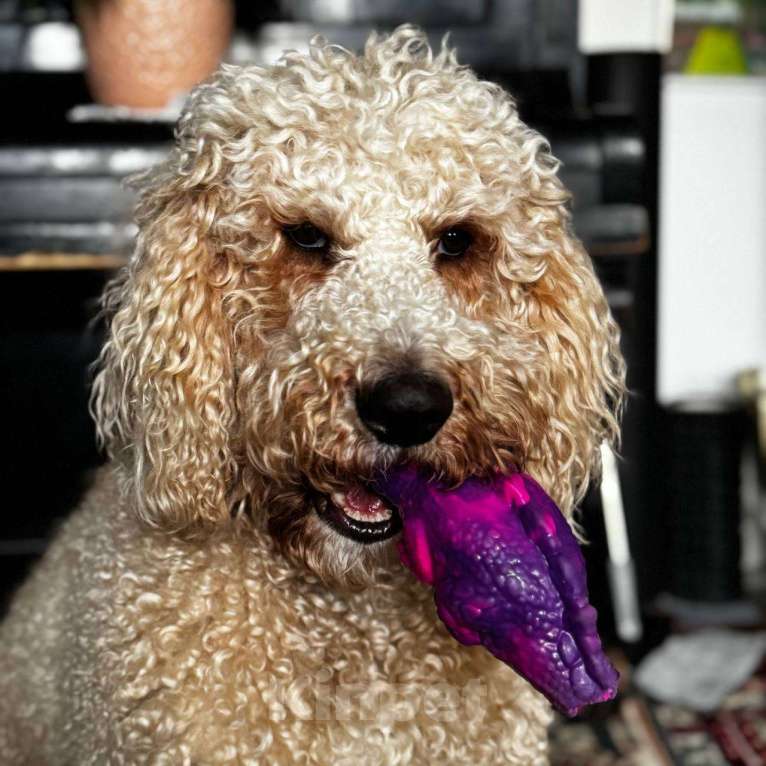 Собаки в Москве: Вязка кобеля Мальчик, Бесплатно - фото 4