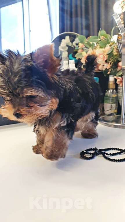 Собаки в Краснодаре: Щенок Йоркширский Терьера Мальчик, 25 000 руб. - фото 2