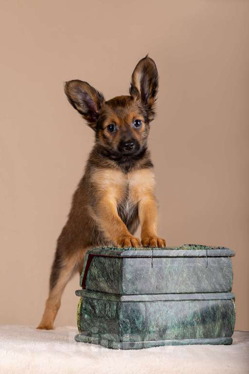 Собаки в Сосновом Бору: Щенки русского тоя длинношерстного Разнополые, Бесплатно - фото 4