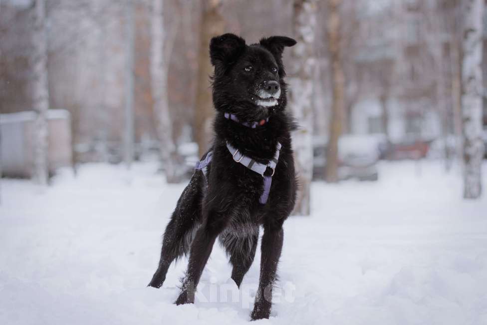 Собаки в Москве: Герцогиня Девочка, Бесплатно - фото 3