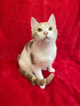 Бриллиант кошачьего мира Фантик