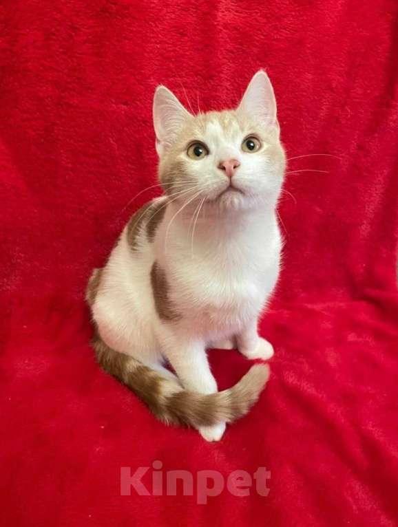 Кошки в Санкт-Петербурге: Бриллиант кошачьего мира Фантик Мальчик, Бесплатно - фото 1