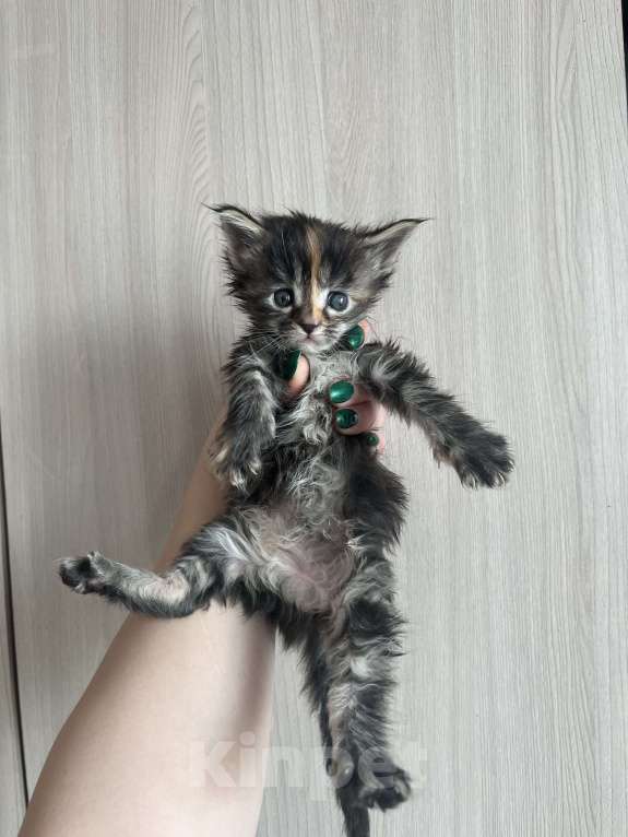 Кошки в других городах Брянской области: Кошка Девочка, 6 000 руб. - фото 3