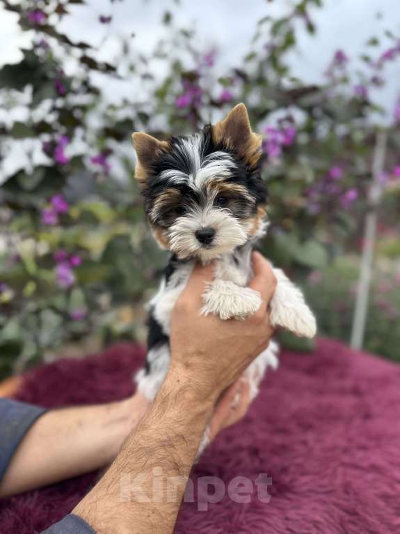 Собаки в других городах Владимирской области: Бивер девочка Девочка, 100 000 руб. - фото 4