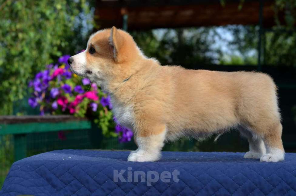 Собаки в Хотьково: кобель вельш корги пемброк Мальчик, 90 000 руб. - фото 3