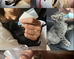 Кошки в Москве: Кот Мишка 1 месяц в добрые руки даром Мальчик, Бесплатно - фото 4